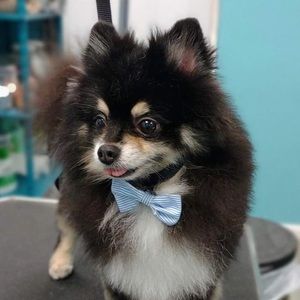 Meet your Posher, Ariana